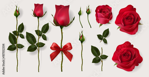 Valentine's day greeting card templates with realistic of beautiful red rose on background color Wallpaper Mural