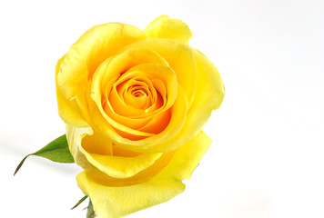 Fotomurales - Single yellow rose isolated on the white background