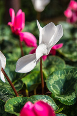 Wall Mural - White flower in the garden