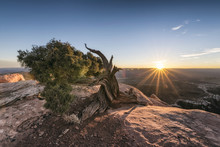 Tree In Canyon At Sunset, Moab, Utah, United States