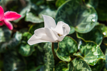 Wall Mural - White flower in the garden