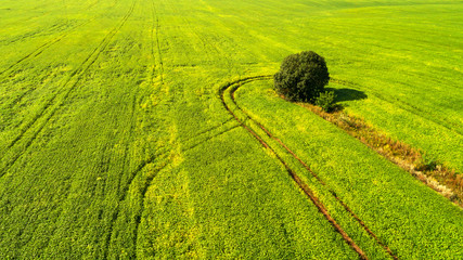 Wall Mural - Top view of the farmhouses with gardens and the road