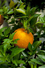 Sticker - Ripe Orange Fruits on Orange Tree