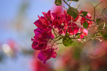 Blooming Red Bougainvillea Flower, Against The Background Of Other Flowers And Blue Sky, Lanzarote Canary Islands.