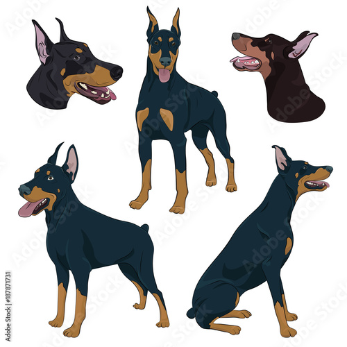 Doberman Pinscher Set Isolated On White Background Watchdog Hand Drawn Illustration Dobermann In Different Poses Buy This Stock Illustration And Explore Similar Illustrations At Adobe Stock Adobe Stock