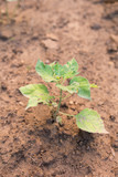 Fototapeta  - Chili tree planted on the soil. Young chili pepper plant