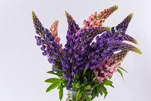 Bouquet Purple Lupine In Glass Vase Isolated On White Background