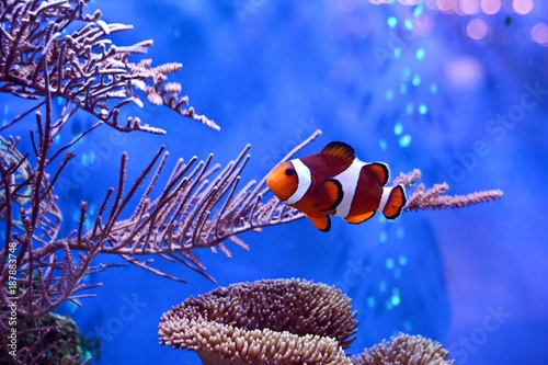 Cuadros en Lienzo Clownfish, Amphiprioninae, in aquarium tank with reef as background