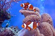 Clownfish, Amphiprioninae, in aquarium tank with reef as background.