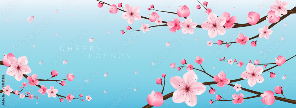 cherry blossom realistic vector, sakura,japan - obrazy, fototapety, plakaty 