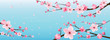 cherry blossom realistic vector, sakura,japan