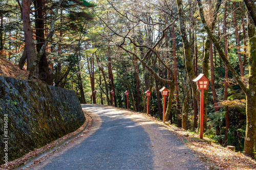 Pine Forest Corridor With Red Pole In Shrine In Autumn Garden