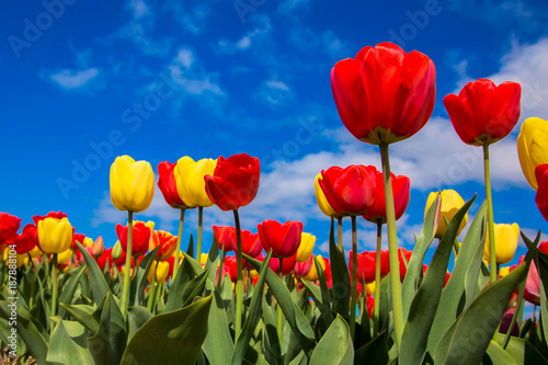 Dekoracja na wymiar  wiosna-kwitnace-pole-tulipanow-kwiatowy-tlo-wiosna