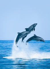 Poster - Group of jumping dolphins, beautiful seascape and blue sky