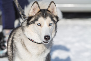 Wall Mural - husky dogs on winter races