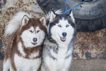 Wall Mural - husky dogs on winter races