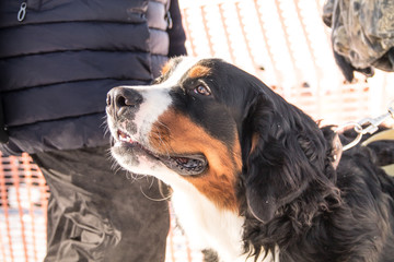 Wall Mural - a sennenhund dog portrait