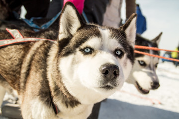 Wall Mural - husky dogs on winter races