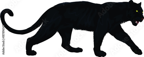 vector black panther Fotobehang