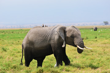 Wall Mural - elephant in the green swamp. amboseli, kenya