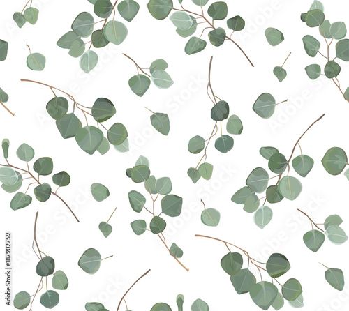 Eucalyptus silver dollar tree foliage natural branches with green leaves trop...
