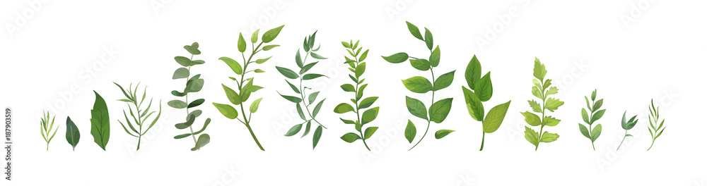 Vector designer elements set collection of green forest fern, tropical green eucalyptus greenery art foliage natural leaves herbs in watercolor style. Decorative beauty elegant illustration for design - obrazy, fototapety, plakaty 