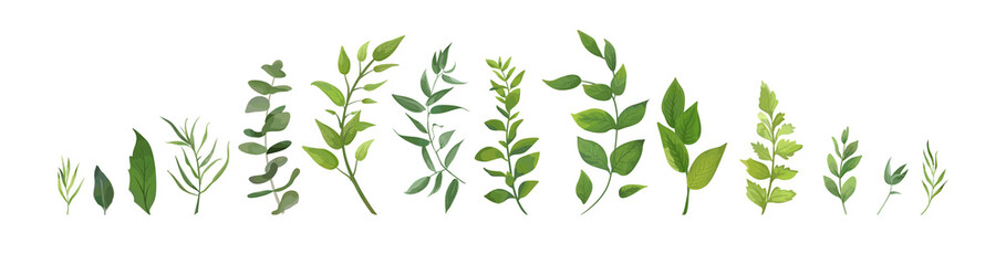 vector designer elements set collection of green forest fern, tropical green eucalyptus greenery art