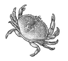 Crab Illustration, Drawing, Engraving, Ink, Line Art, Vector