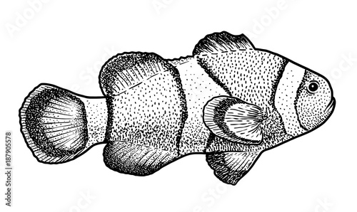 Fotografía Clown fish illustration, drawing, engraving, ink, line art, vector
