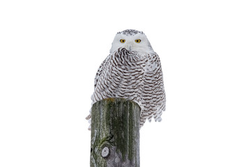 Wall Mural - Snowy Owl Isolated on White