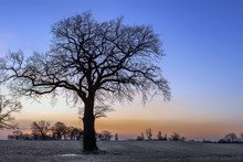 The Silouette Of A Tree Without Leaves In The Twilight And In Front Of A Scenic Background. Concept: Weather Or Landscape