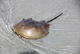 Fototapeta Sypialnia - horseshoe crab
