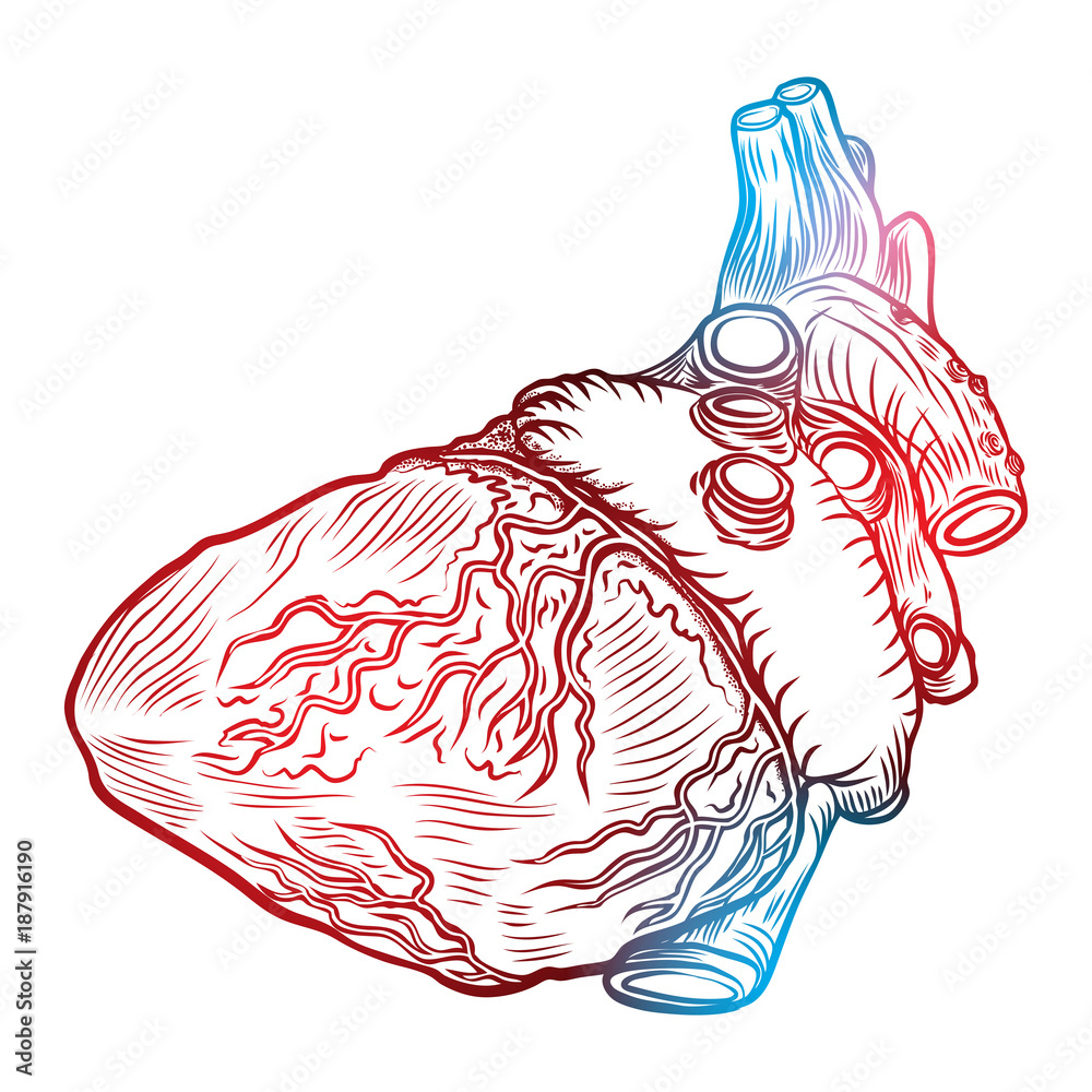 Sketched hand drawn line art decorative human heart in anatomy details ...