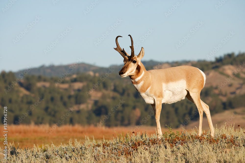 Pronghorn Antelope - obrazy, fototapety, plakaty 