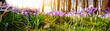 Frühlingserwachen - Waldlichtung mit Krokussen im Sonnenschein, Banner