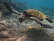 Suppenschildkröte Kahuluu Beach Park Big Island Hawaii USA