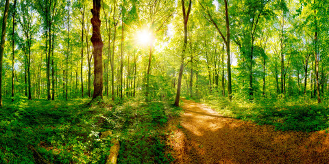 Poster - Path through a spring forest in bright sunshine