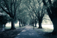 Long And Straight Avenue In Public Park With Big Trees On The Side
