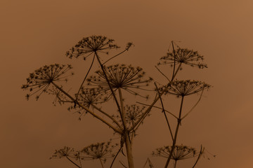 Cow-bream plant on the night sky background