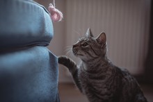 Cat Looking At Ball Of Wool