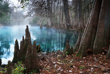  The Roots Of Bald Cypress Trees And Clear Water In The  Manatee Springs State Park, Florida, USA