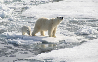 polar bear mother with her cub on an ice floe as climate changes their world