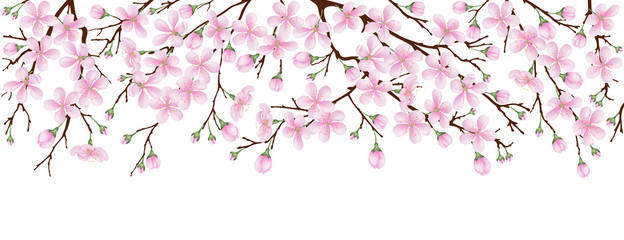 spring banner. the pink sakura blossoms. branches of a blossoming cherry on a white isolated backgro