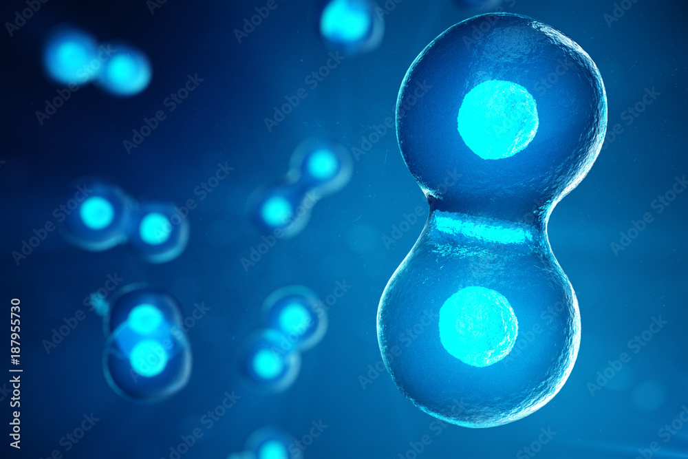 3D illustration Early stage embryo. Morula is an early stage embryo ...