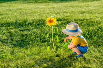 One year old baby boy using watering can for sunflower