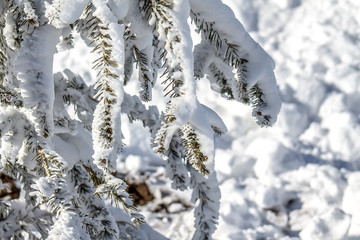 Wall Mural - A branch of a coniferous tree covered with snow in the mountains