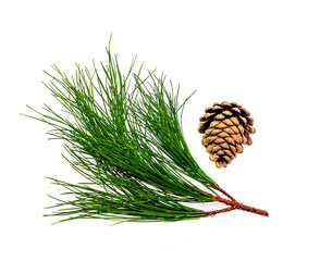 Wall Mural - A branch of a coniferous tree and a cone on a white background