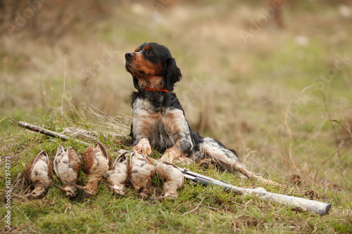 Cuadros en Lienzo hunting dog epagnol Breton on the hunt for bird