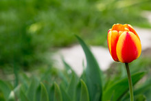 Yellow And Red Tulips On Nature Background. Spring