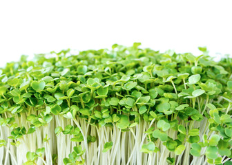 Micro greens arugula sprouts on a white background 